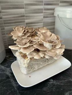 Fresh Oyster Mushrooms – 3lb – Locally Grown – Ready for Pickup