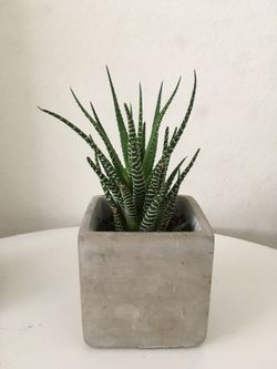 Succulent plants $5