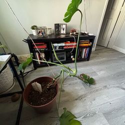 Monstera plant