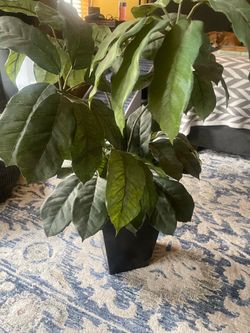 Decorative plant