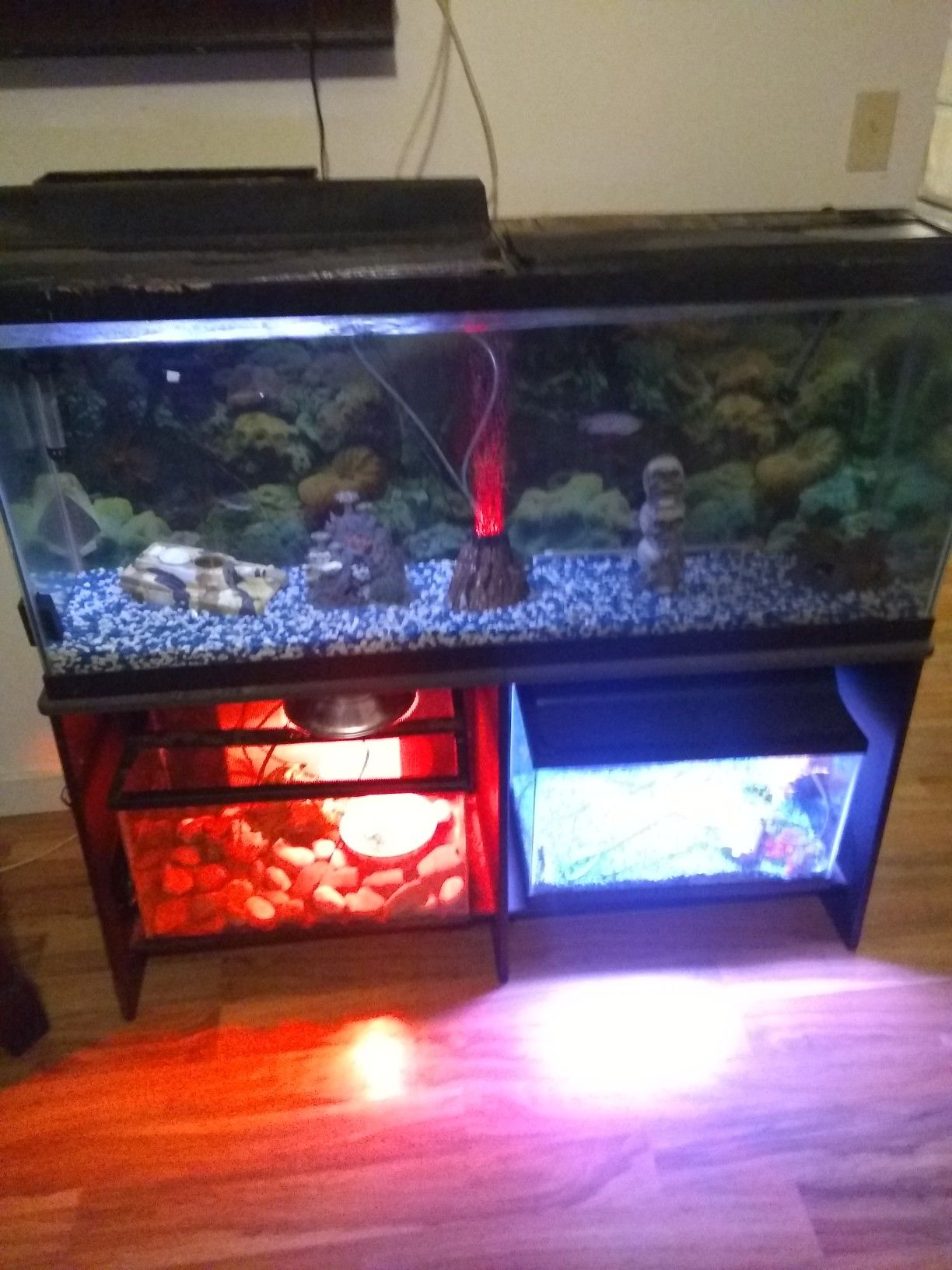 55 gallon fish tank and 10 gallon tank