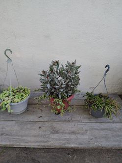 Plants $35 for all 3