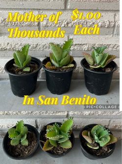 Plants, Mother of Thousands plants for sale