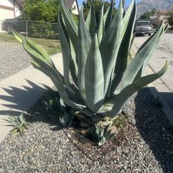 Agave