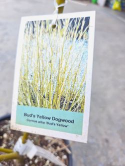 bush buds Yellow dogwood