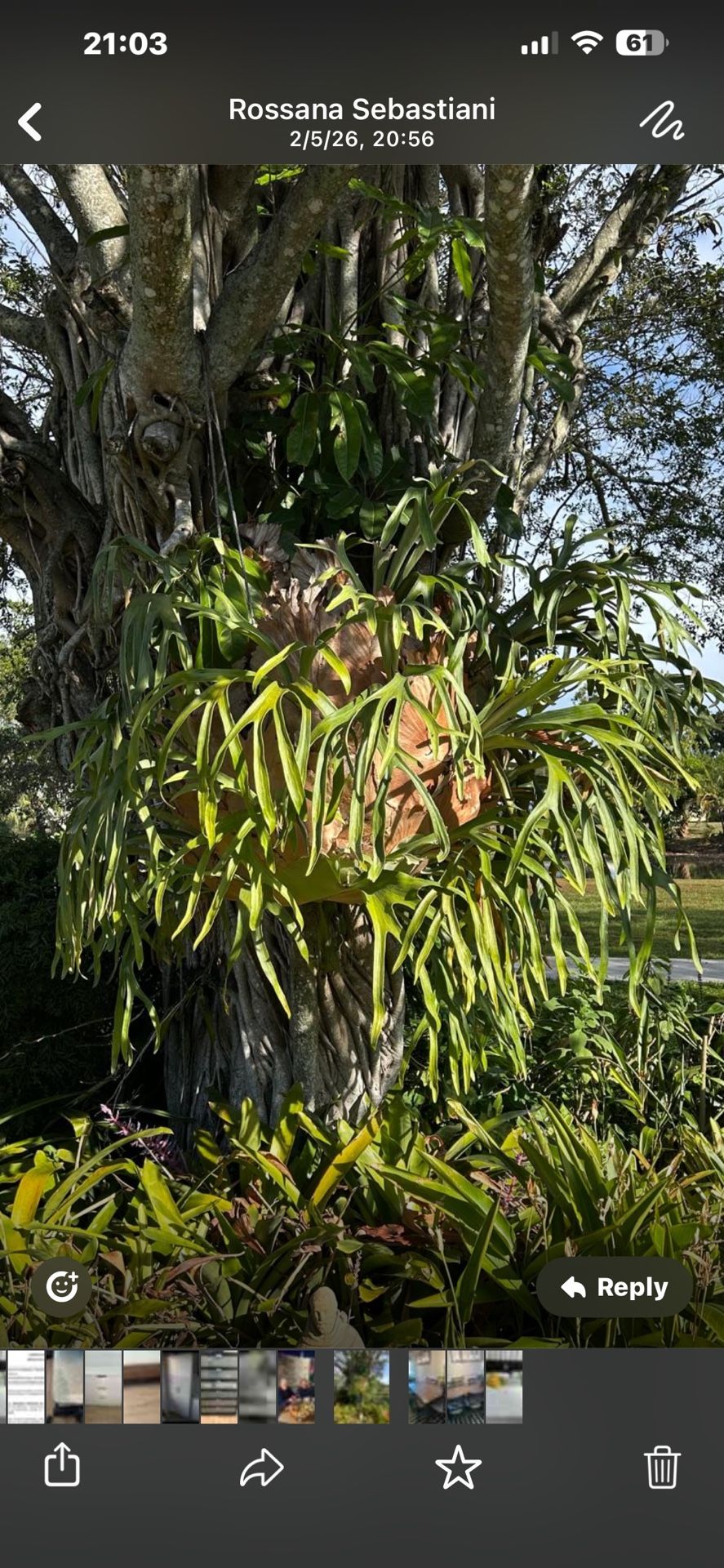 Beautiful, large Staghorn Fern (Platycerium)