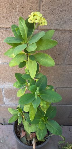 Corona De Cristo Plant