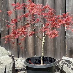 Japanese Maple Shin Deshojo