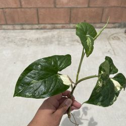 Syngonium Albo Indoor Plant 