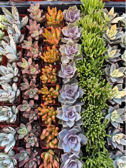 2” Succulents