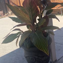 Plant In 1 Gallon Pots