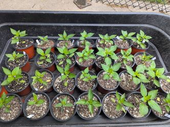 Speciality Pepper Seedlings For Sale!