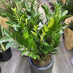 Zz Plants Cây Kim Tiền Hawaii