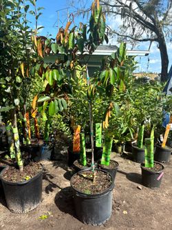 15 Gallon Star Apple Tree