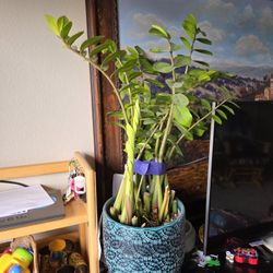 Indoor Plant Happily Recovering From A Recent Trim