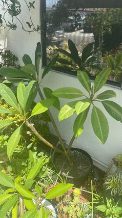 Medium size Plumeria in pot