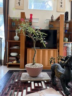 Tropical Plant Bonsai