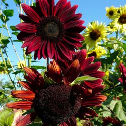 Chocolate cherry sunflower seedlings