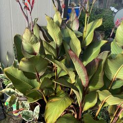 Canna  lilly plants