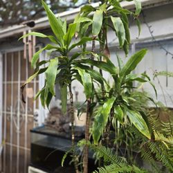 Large Dracaena Corn Happiness Plant with Pot.