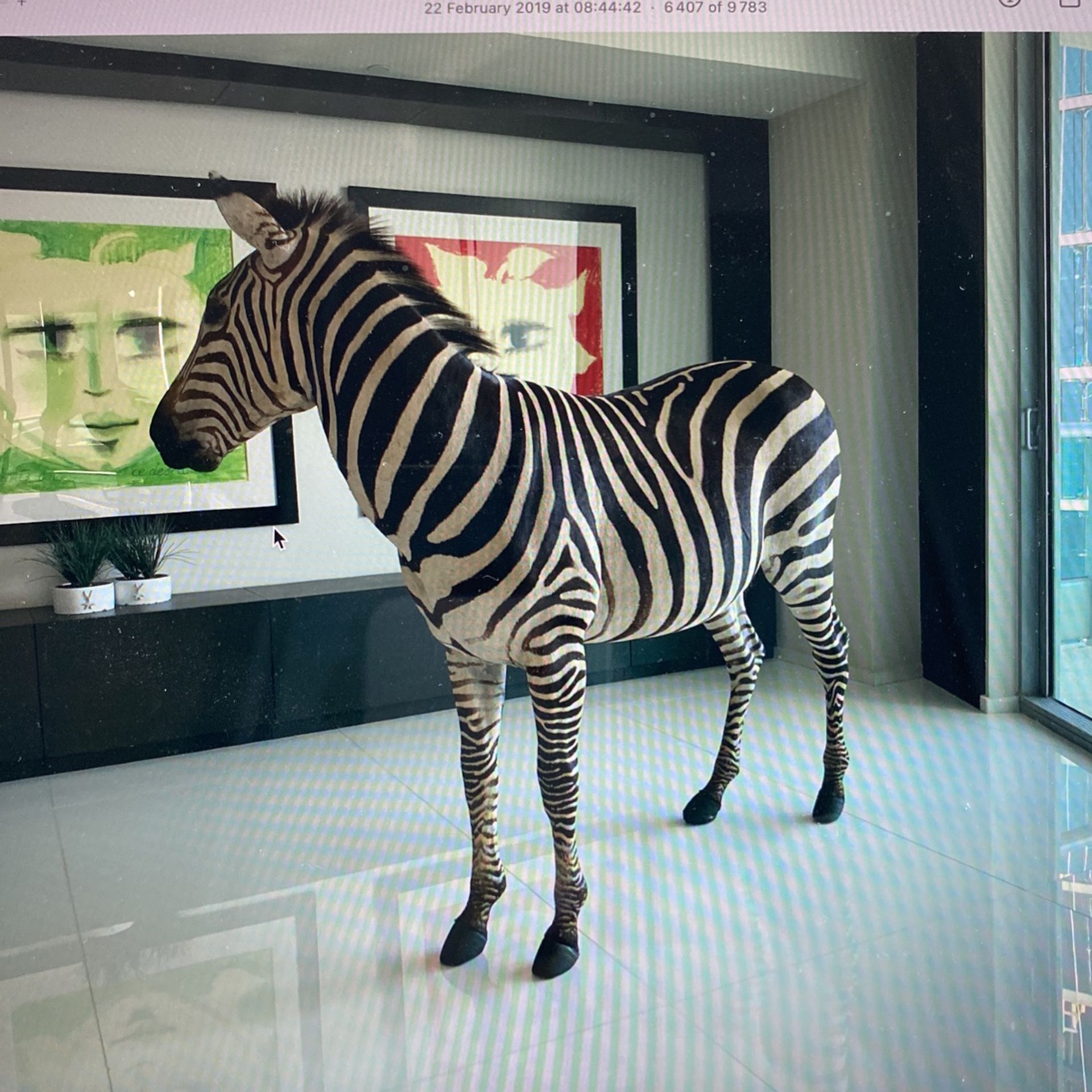 Amazing Real lifesize Zebra (taxidermy)