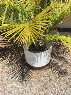 Fern plant and pot