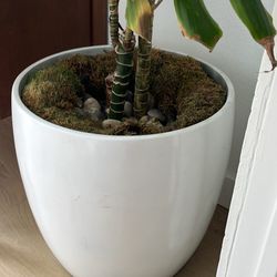 Gorgeous House Plant