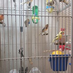 Bird cage 🐤🐦🐤