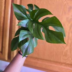 Rhaphidophora Tetrasperma Aka Mini Monstera