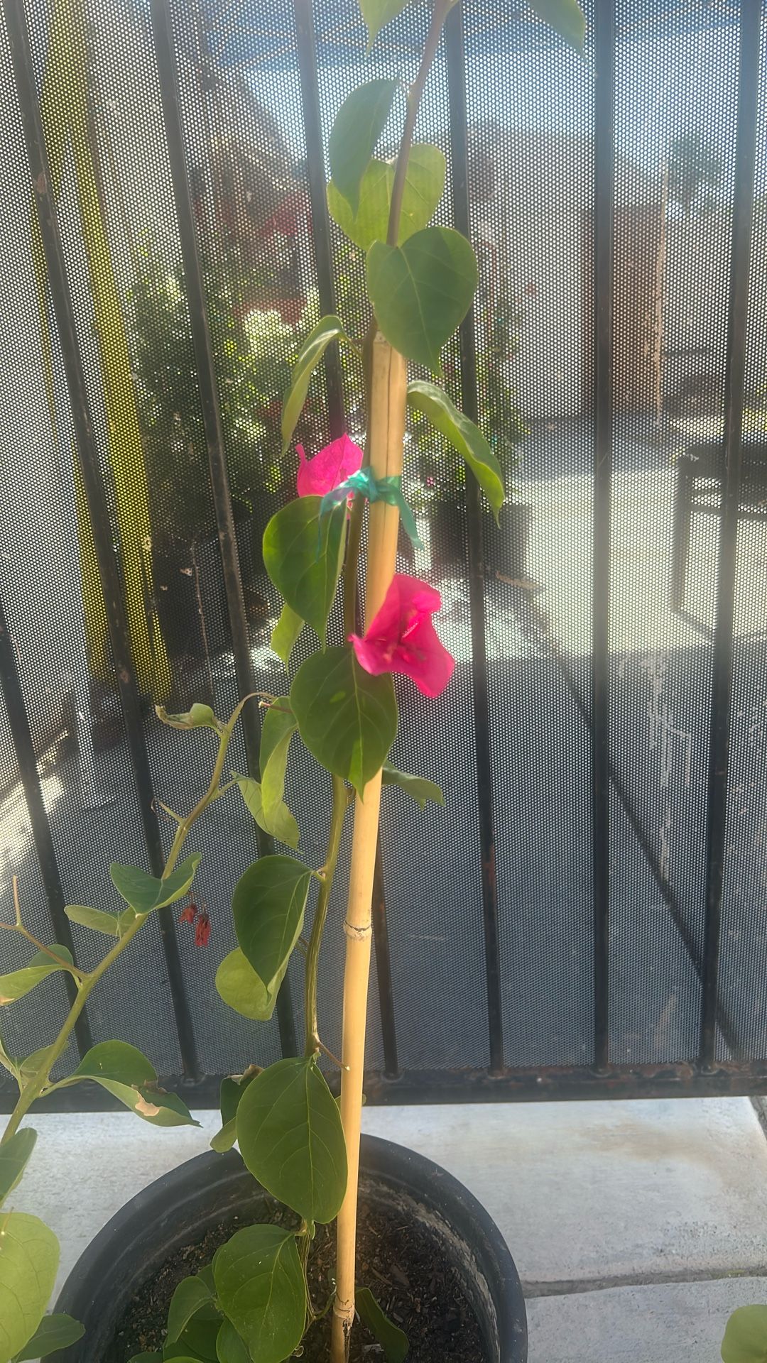 Bougainvillea Plant
