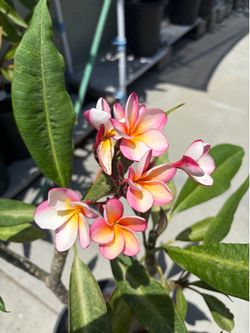 Plumeria