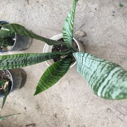Snake Plants 