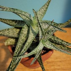 Quicksilver Aloe Plant
