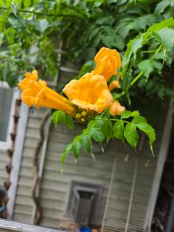 Garden Plant, Blooming Orange Bells