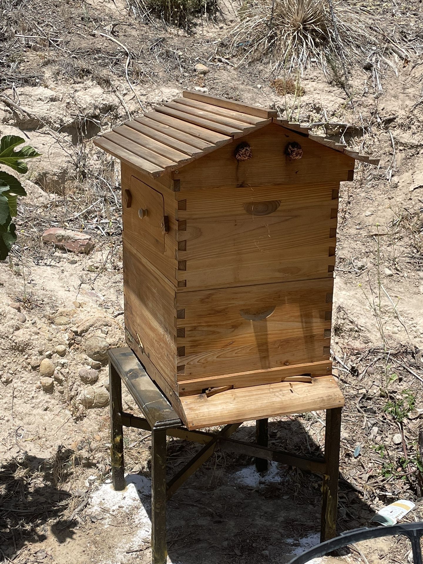 Bee Hive Including Bees