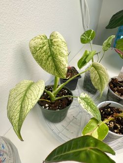 Monstera Mint