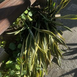 Mother In-law Plants, Snake Plants