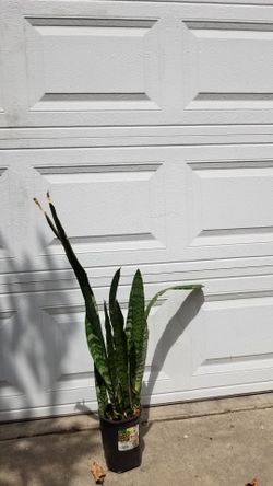Planta de Espada de San Jorge.  Snake Plants