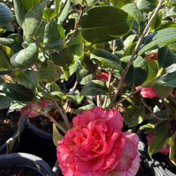 CAMELLIAS FLOWERING PLANTS ON SALE 
