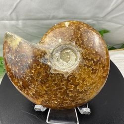 Rare Fossilized Ammonite Shell 