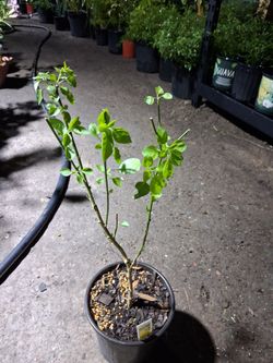 Chile chiltepin de monte