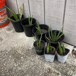 BOGO Aloe Plants $5
