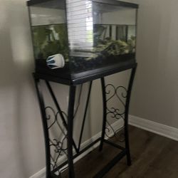 10 Gallon Tank 