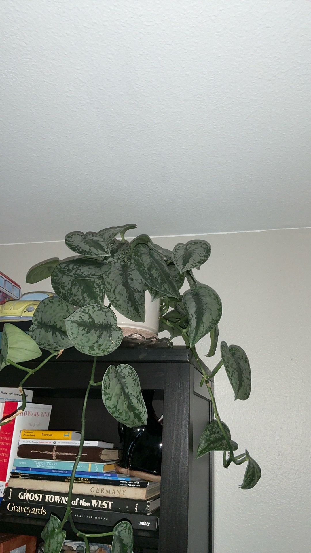 Silver Pothos