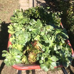 Succulent Plants Full Wheel Barrel National City Lots Of Succulent Plants Nice Great Deal Come See Today 🧐