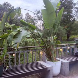White Bird of Paradise plant