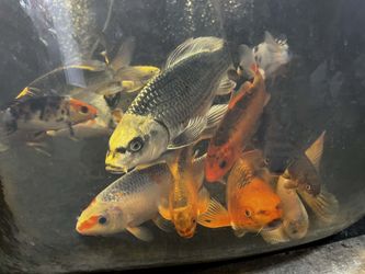 1 year old koi