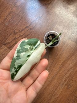 Alocasia frydek albo plant