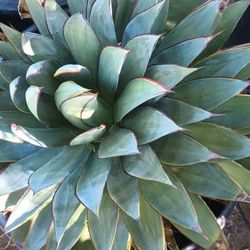 Agaves Plant.