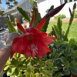 Epiphyllum Cactus/ Orchids 